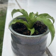 植物③の画像