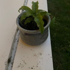 植物③の画像