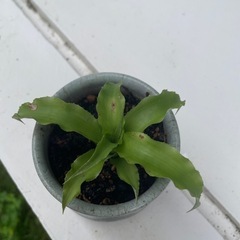 植物③の画像