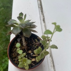 植物④の画像
