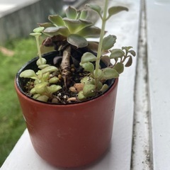 植物④の画像