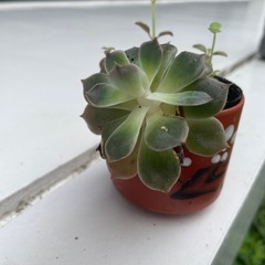 植物④の画像