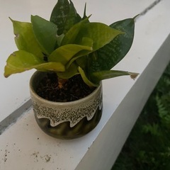 植物⑤の画像