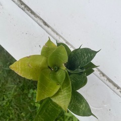 植物⑤の画像