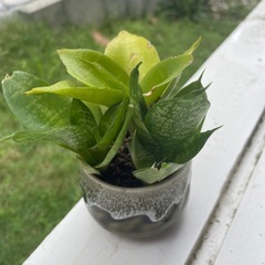 植物⑤の画像