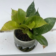 植物⑤の画像