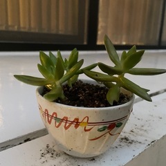 植物⑥の画像