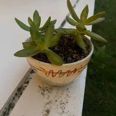 植物⑥の画像