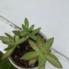 植物⑥の画像