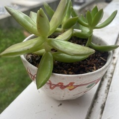 植物⑥の画像