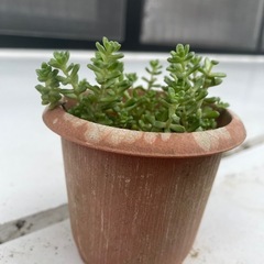 植物⑦の画像