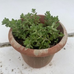 植物⑦の画像