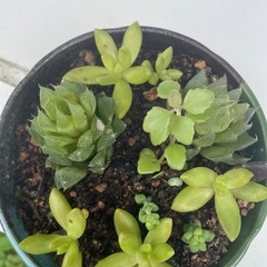 植物⑧の画像