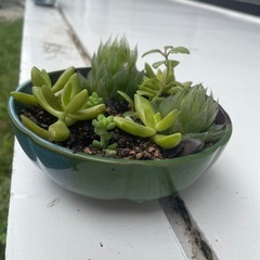 植物⑧の画像