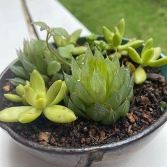 植物⑧の画像
