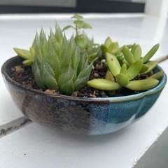 植物⑧の画像