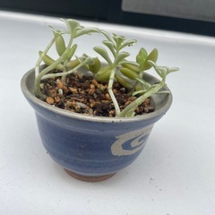 植物10の画像