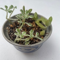 植物10の画像