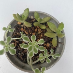 植物10の画像