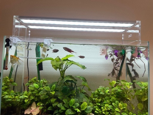 美品 水草照明 ADA AQUASKY G 602 アクアスカイ602