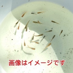 メダカを飼ってみたいあなた！！メダカ1匹50円で譲ります