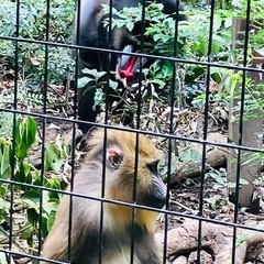 動植物を愛でるグルチャ！