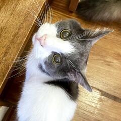 行き場をなくした高齢者ちゃん。（会いに来てください♡）