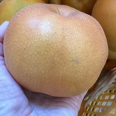 梨　お得　自家用品の画像