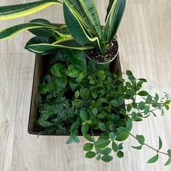 観葉植物7点セット！
