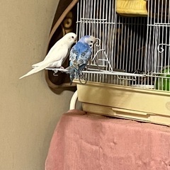 セキセイインコお譲りいたします。