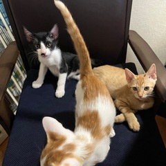 生後約3ヶ月　人慣れOK