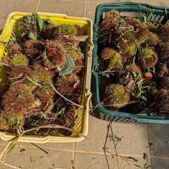 生栗１kg500円((残り２kg) 