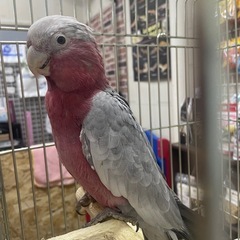 モモイロインコ※値下げ対応しません。の画像