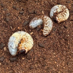 カブトムシの幼虫