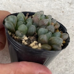 オブツーサ トゥルンカータ ハオルチア 抜き苗 3個 3苗 多肉 多肉植物の画像