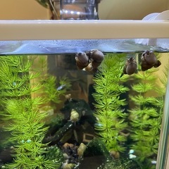 ヒメタニシもらってください