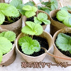 🍓🌱苺の苗（品種:サマーベリー）1株50円→3株セット100円♪