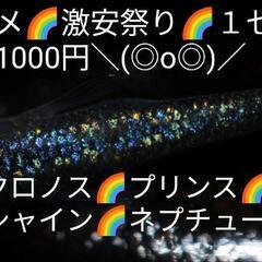 🌸はるいろめだか🌸10月6日🌸桜国屋🌸