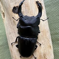 【♂83.0mm】久留米産オオクワガタ新成虫ペア【♀53.0mm】