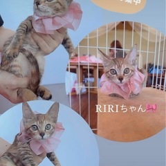 🌸🐈キジの仔猫さん🐈🌸譲渡