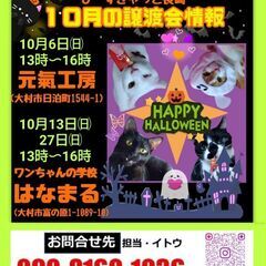 保護猫の譲渡会のお知らせ