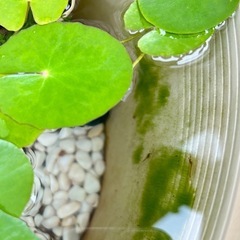 ミナミヌマエビ　10匹の画像