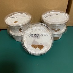 ご相談中【国産オオクワガタ　川西産　幼虫5頭】