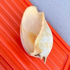 法螺貝