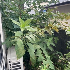 家の周りの雑草除去
