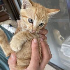 生後1ヶ月の茶トラちゃん（野良）
