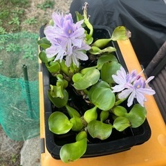 水草の画像