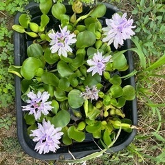 水草の画像
