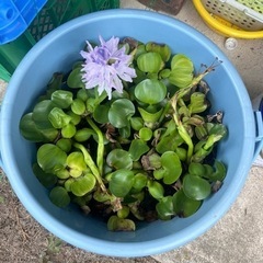 水草