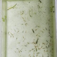 ヌマエビを自宅で繁殖した個体になります。約5000匹程います。商...
